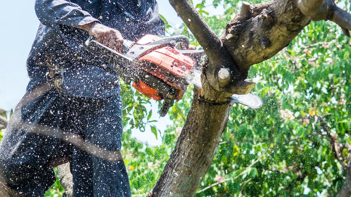 Benefits-of-Tree-Removal-Services-1200x675