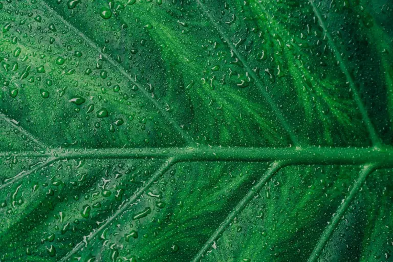 Bubbles forming on a leaf during photosynthesis