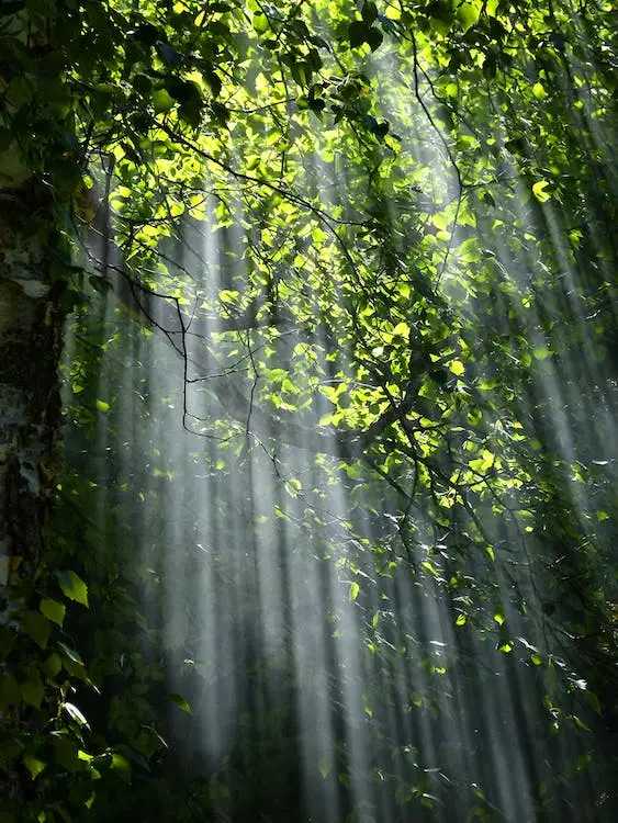 Sunlight is important for plants to carry out photosynthesis