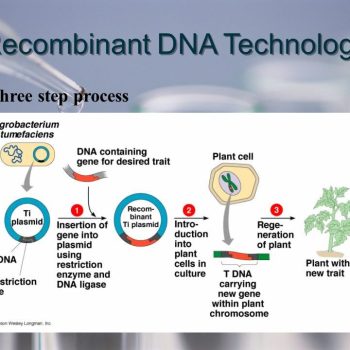 Recombinant DNA Technology Market