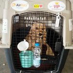 Top-rated Pet Boarding Service for Safe and Comfortable Care