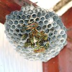 Wasp-nest-inside-the-house-1280x957