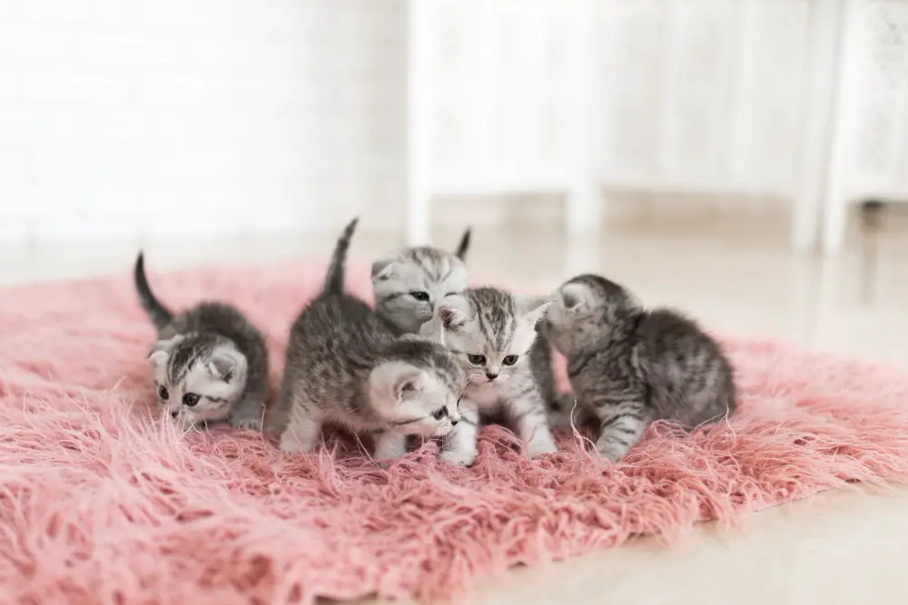 five-little-grey-kittens-lie-pink-carpet