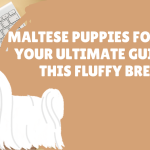 Maltese Puppies for Sale Your Ultimate Guide to This Fluffy Breed