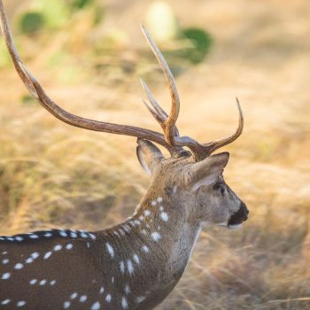 Overcoming the Challenge of Elusiveness and Adaptability During Axis Deer Hunting in Hawaii