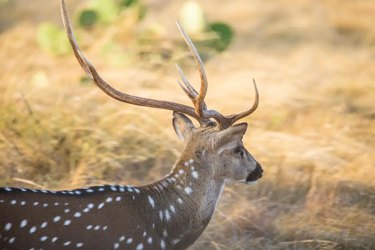 Overcoming the Challenge of Elusiveness and Adaptability During Axis Deer Hunting in Hawaii