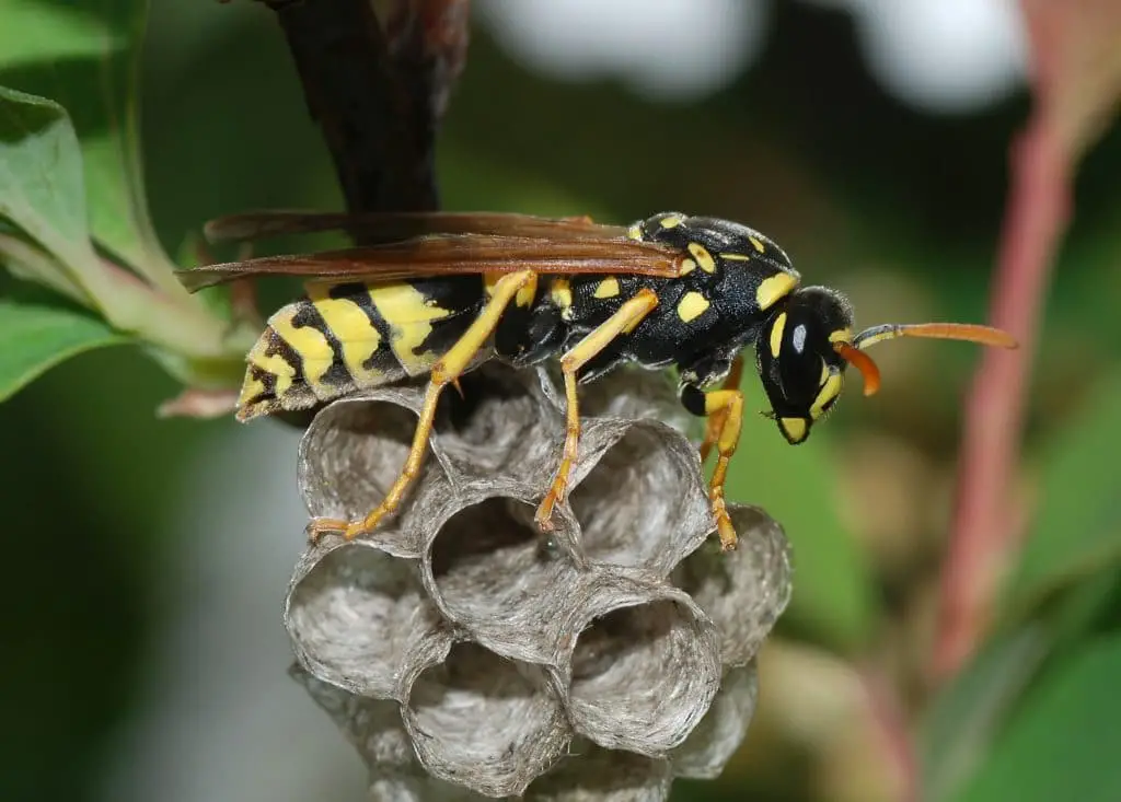 Wasp_March_2008-3-1024x733