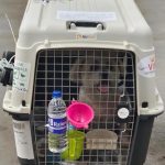 AirPets India Trusted Dog Relocation Services in India