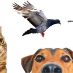 Cat, dog, horse, pigeon