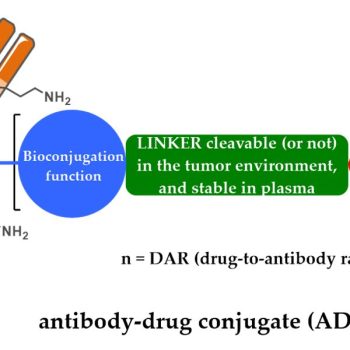 antibody-drug conjugates