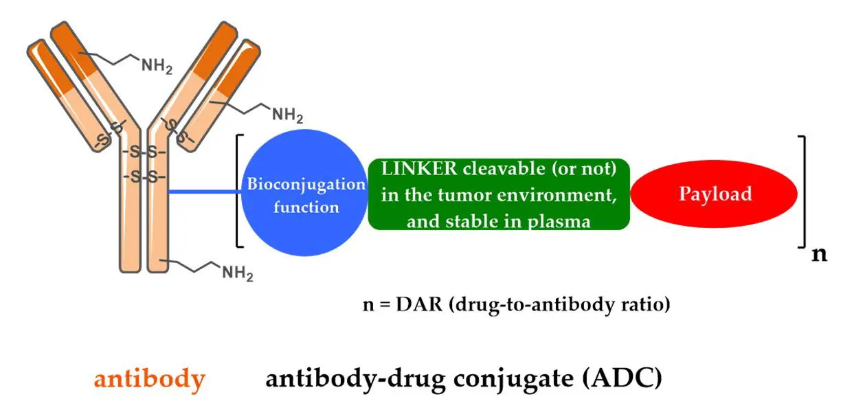 antibody-drug conjugates