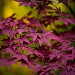 purple japanese maple leaves