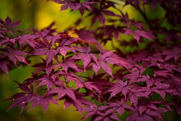 purple japanese maple leaves