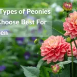 Different Types of Peonies Flowers Choose Best For Your Garden (1) (1) (3)