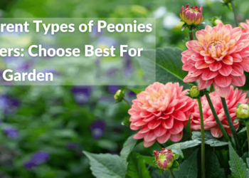 Different Types of Peonies Flowers Choose Best For Your Garden (1) (1) (3)