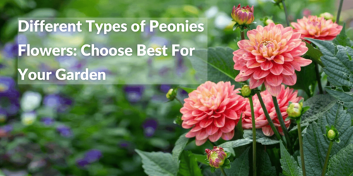 Different Types of Peonies Flowers Choose Best For Your Garden (1) (1) (3)