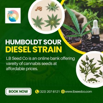 Humboldt Sour Diesel Strain - LB Seed Co