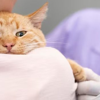 The Ultimate Guide to Finding the Top Qualities in a Cat Vet