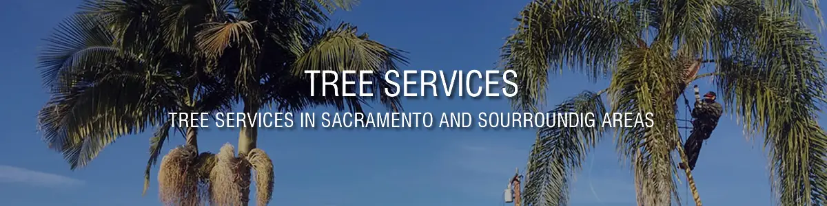 tree_services_1