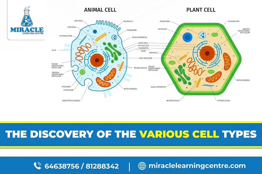 Various Types of Cells