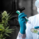 Cannabis Testing Services Market