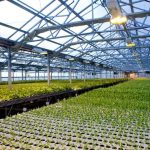 Commercial Greenhouses Market