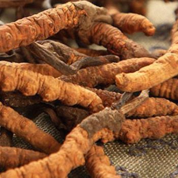 Cordyceps Sinensis and Militaris Extract Market