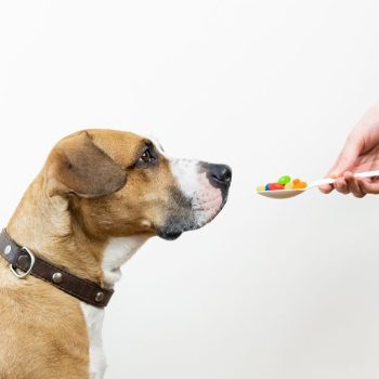 Giving spoon with medicine pills to a dog