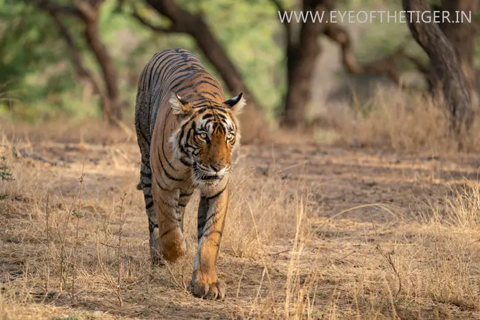 Is-Ranthambore-Safari-Better-in-the-Morning-or-Evening