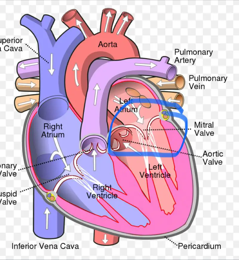 Mitral Valve