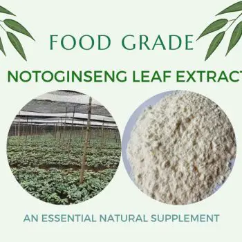 Notoginseng-leaf-extract-1