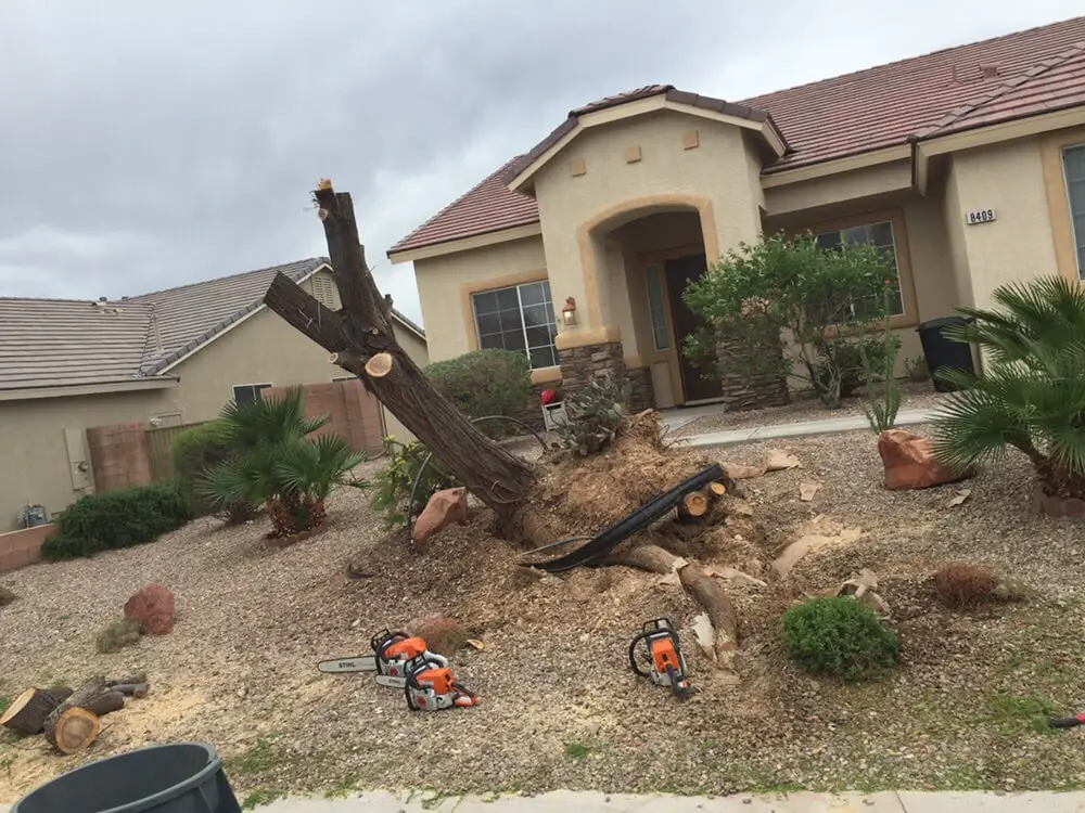 TREE-REMOVAL