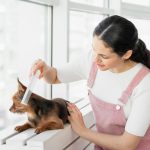 online course for dog grooming