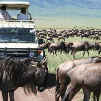 wildlife-kenya-safaris