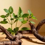 About Ashwagandha Supplements