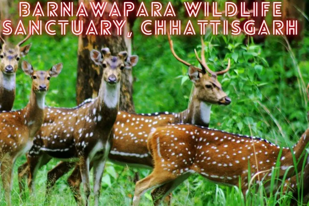 Barnawapara Wildlife Sanctuary, Chhattisgarh