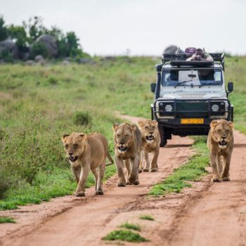 best-for-Ranthambore-Safari-s