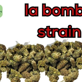 la bomba strain