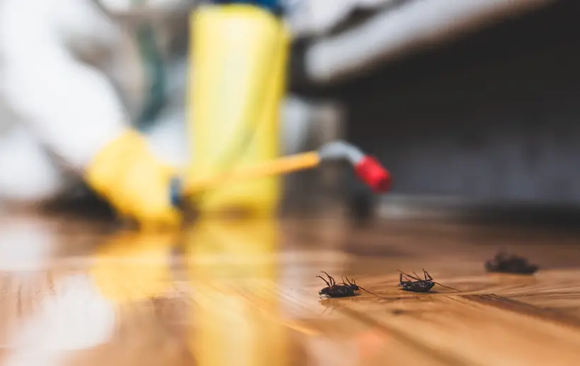 pest terminate services near me