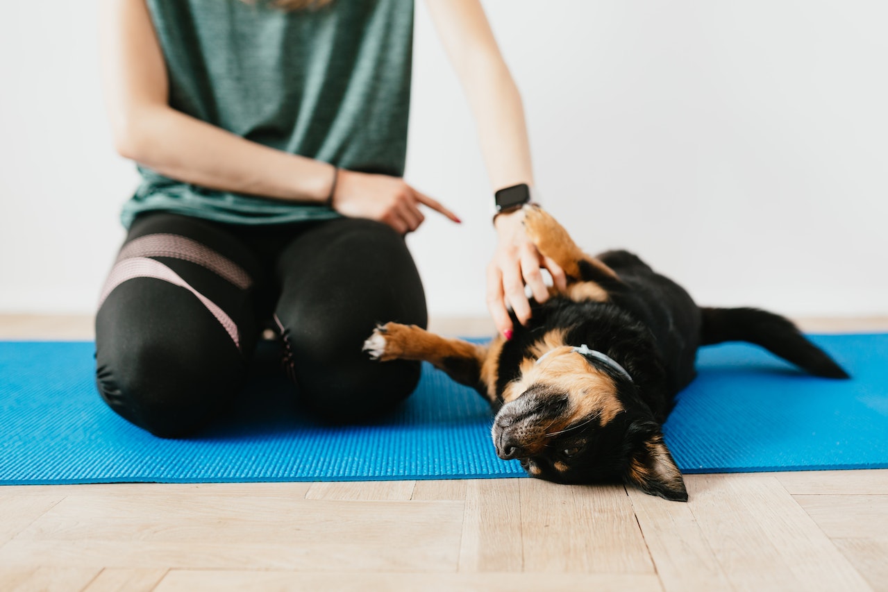 Quiet on Set: The Importance of Teaching Your Dog to Stop Barking on Command, According to Jacksonville Veterinary Hospital