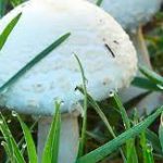 white mushrooms in yard3