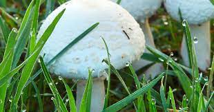 white mushrooms in yard3