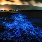 Bioluminescence-in-the-Maldives
