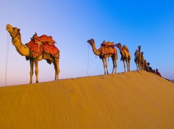 Desert-Camel_VIVA-India