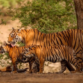 How-to-Book-the-Ranthambore-Tiger-Safari