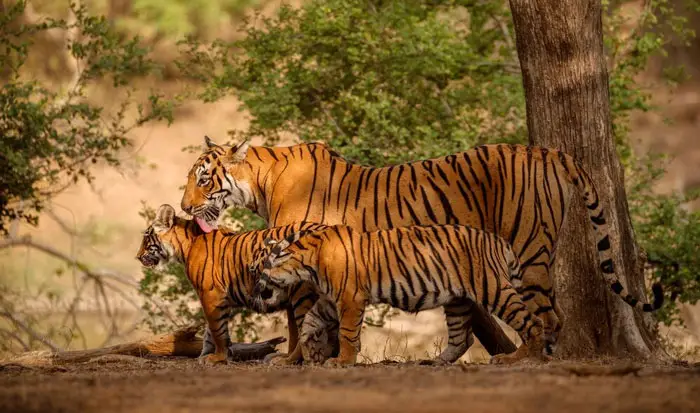 How-to-Book-the-Ranthambore-Tiger-Safari