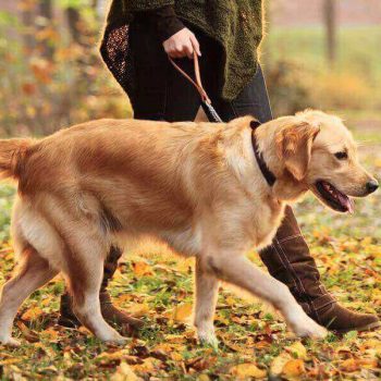 Local Dog Walkers