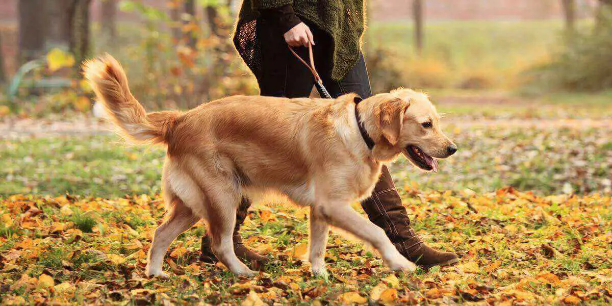 Local Dog Walkers