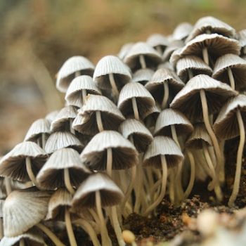 Medicinal & Therapeutic Applications Of Mushroom Edibles