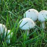 white mushrooms in yard